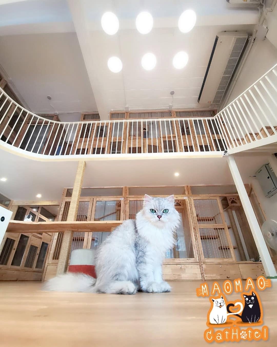 Mao Mao Cat Hotel